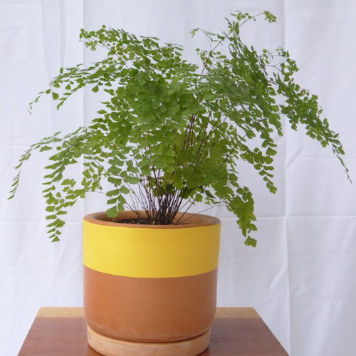 Avenca: como cuidar dessa delicada planta