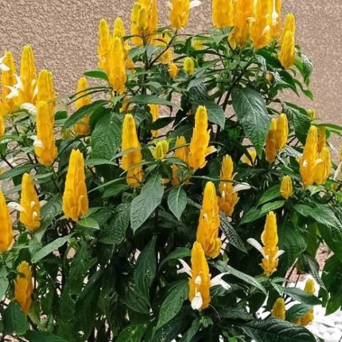 12 Plantas resistentes ao sol para vasos