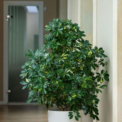 25-04-29 cheflera 10