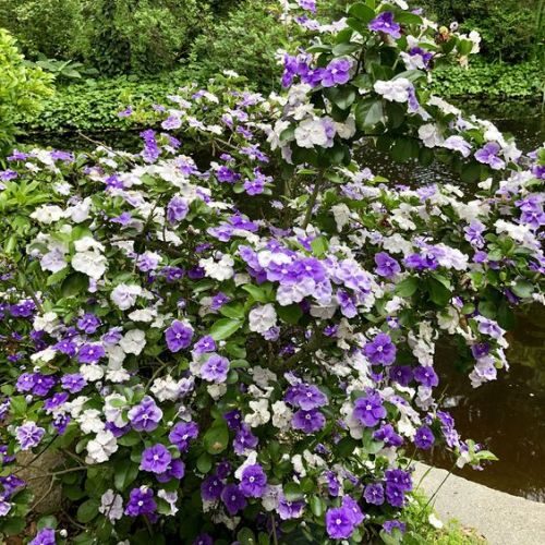 25-04-29 manacá de cheiro 4