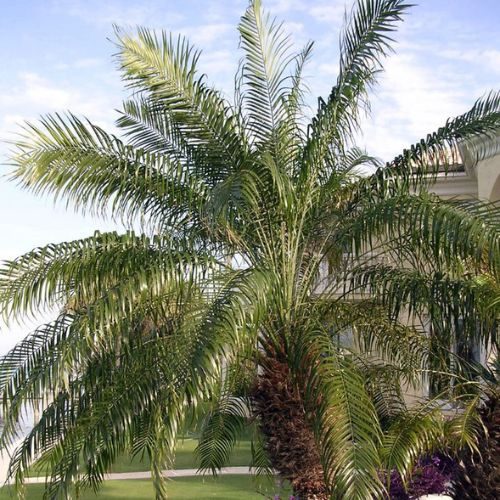 25-04-29 palmeira fenix 11