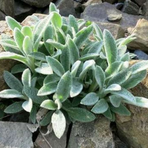 25-04-29 peixinho planta 6