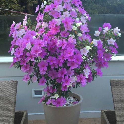 25-05-15 manacá da serra 1