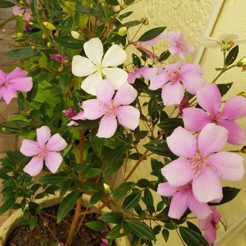 25-05-15 manacá da serra 2