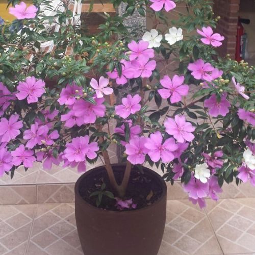 25-05-15 manacá da serra 3