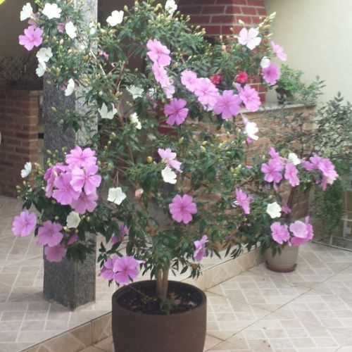 25-05-15 manacá da serra 4