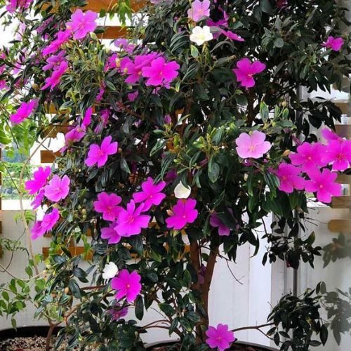 25-05-15 manacá da serra 5