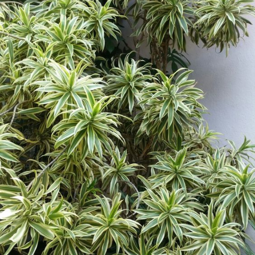 Pleomele: planta tropical fácil de cuidar