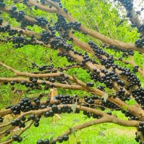 25-05-30 árvore frutífera 1