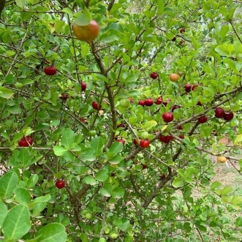 25-05-30 árvore frutífera 2