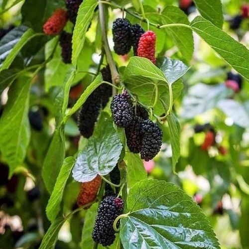 25-05-30 árvore frutífera 3