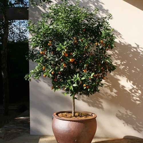 25-05-30 árvore frutífera 4