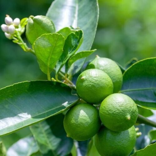 25-05-30 árvore frutífera 5