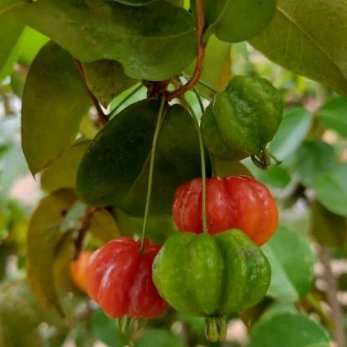 25-05-30 árvore frutífera 6