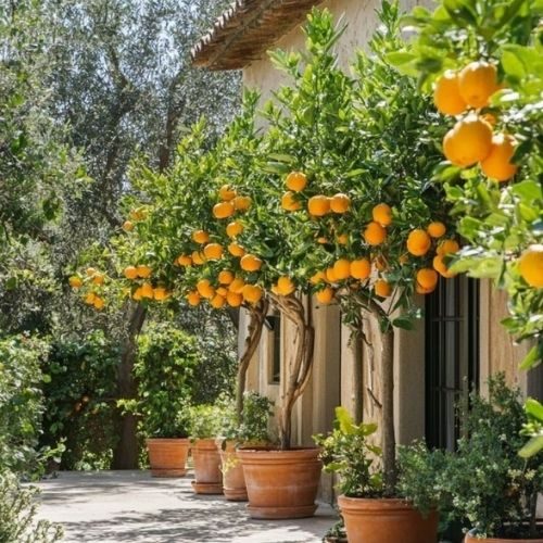 Árvore frutífera: 6 espécies para cultivar em pequenos espaços