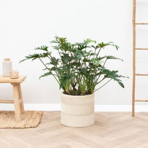 25-06-05 plantas que não precisam de sol 1