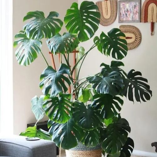 25-06-05 plantas que não precisam de sol 10