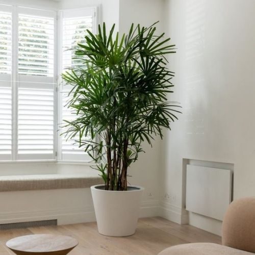 25-06-05 plantas que não precisam de sol 12