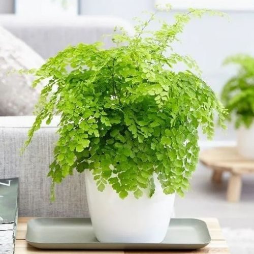 25-06-05 plantas que não precisam de sol 2