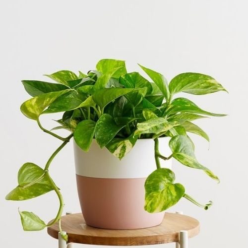 25-06-05 plantas que não precisam de sol 3