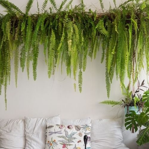 25-06-05 plantas que não precisam de sol 4