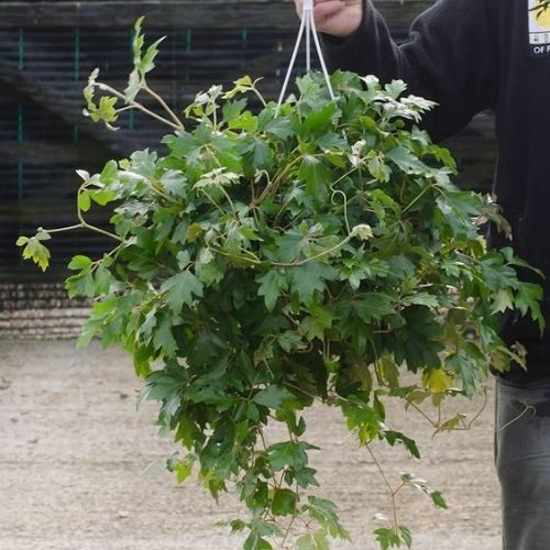 25-06-05 plantas que não precisam de sol 5