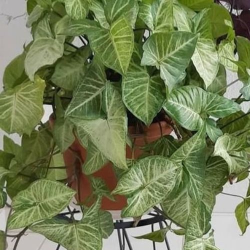 25-06-05 plantas que não precisam de sol 6