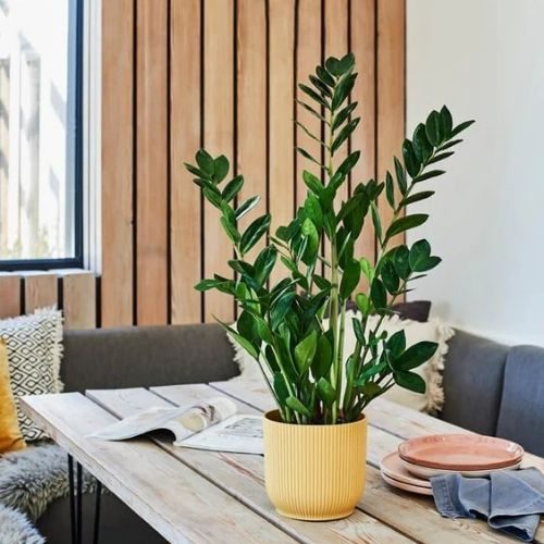 25-06-05 plantas que não precisam de sol 8