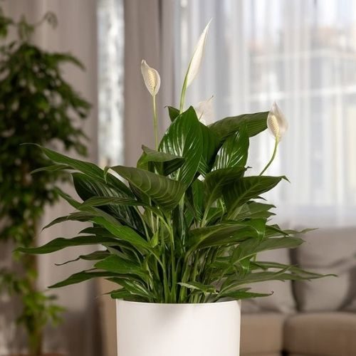 25-06-05 plantas que não precisam de sol 9