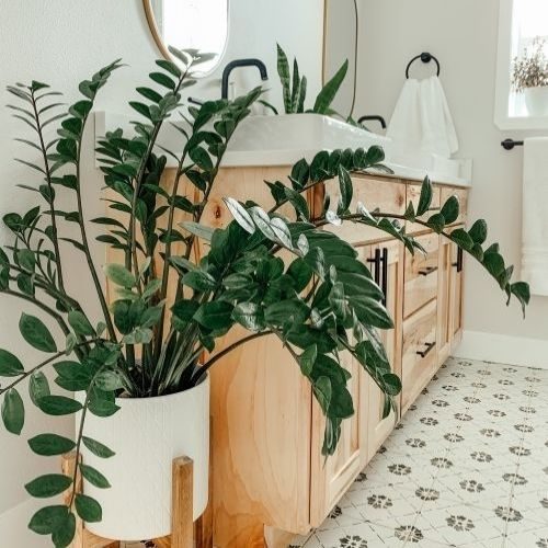 12 plantas que não precisam de sol