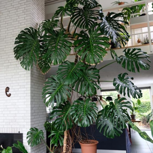 Como cuidar da Costela de adão (Monstera deliciosa) em vaso