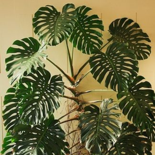 25-06-13 costela de adão 2