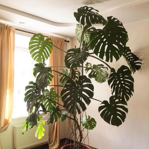 25-06-13 costela de adão 4