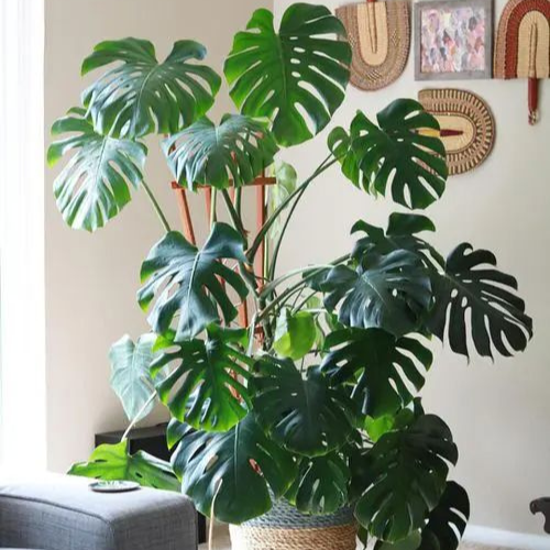 25-06-13 costela de adão 5