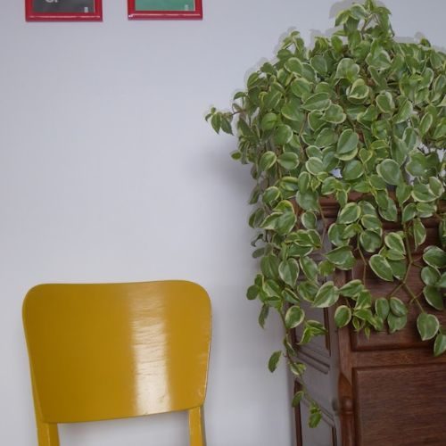 25-06-19 plantas que não precisam de sol 1