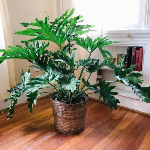 25-06-19 plantas que não precisam de sol 2