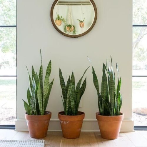 25-06-19 plantas que não precisam de sol 4