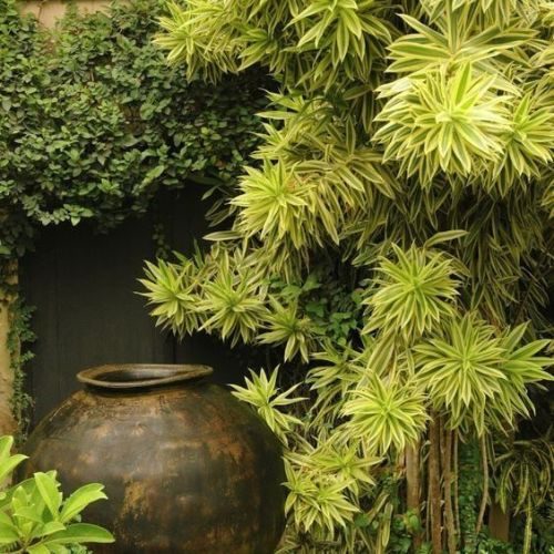 25-06-19 plantas que não precisam de sol 6