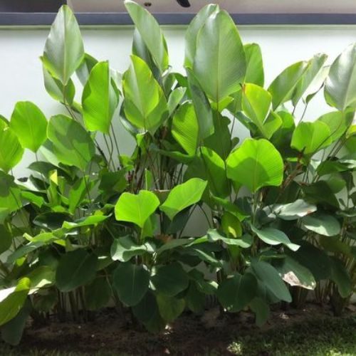 25-06-19 plantas que não precisam de sol 7