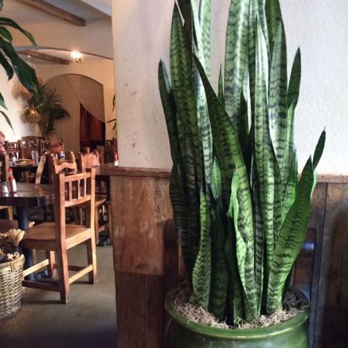 25-06-25 espada de são jorge 2