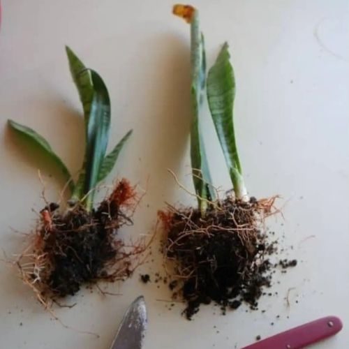 25-06-25 espada de são jorge 4