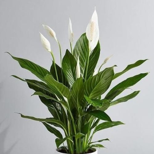 25-07-24 lírio da paz 2