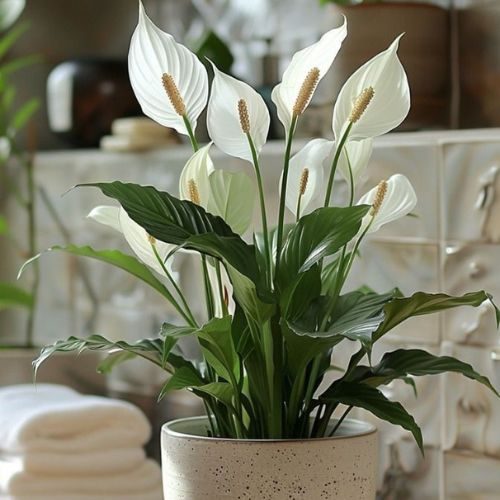 25-07-24 lírio da paz 3