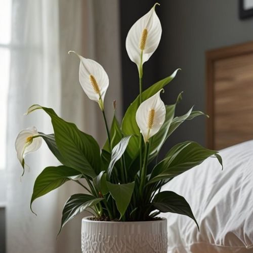 25-07-24 lírio da paz 4