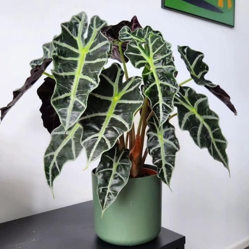 alocasia-amazonica-presente-dia-das-maes