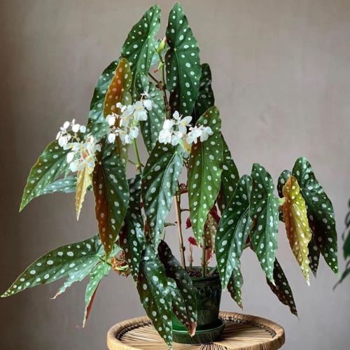 begonia-maculata-presente-dia-das-maes