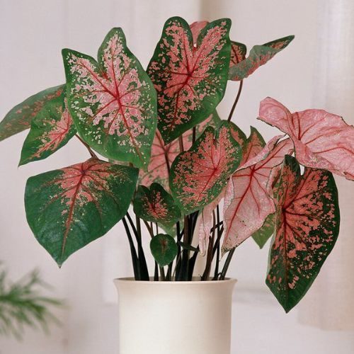 Plantas para dar de presente no Dia das Mães: 10 opções incríveis
