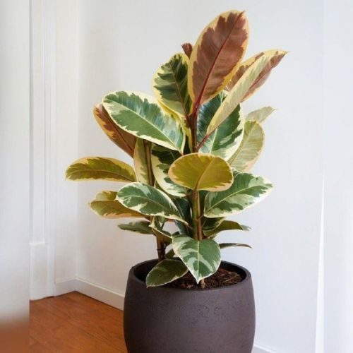 Como cuidar da Ficus elastica e deixar suas folhas sempre bonitas 