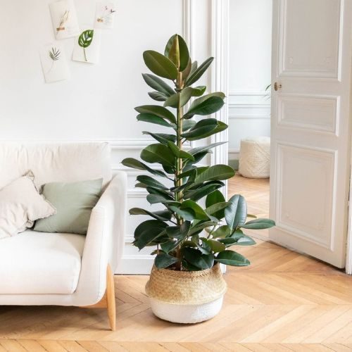 como-cuidar-da-ficus-elastica 3