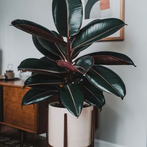 como-cuidar-da-ficus-elastica 4